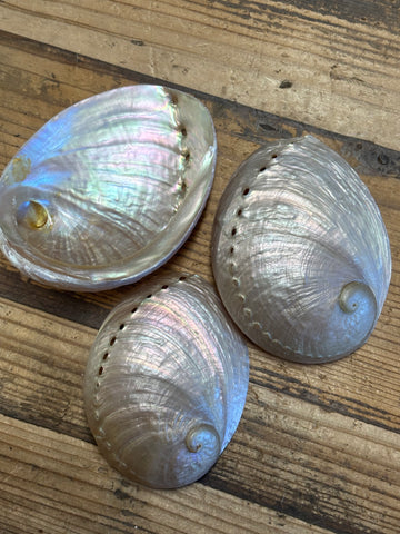 Pearlized Haliotis Abalone Shell