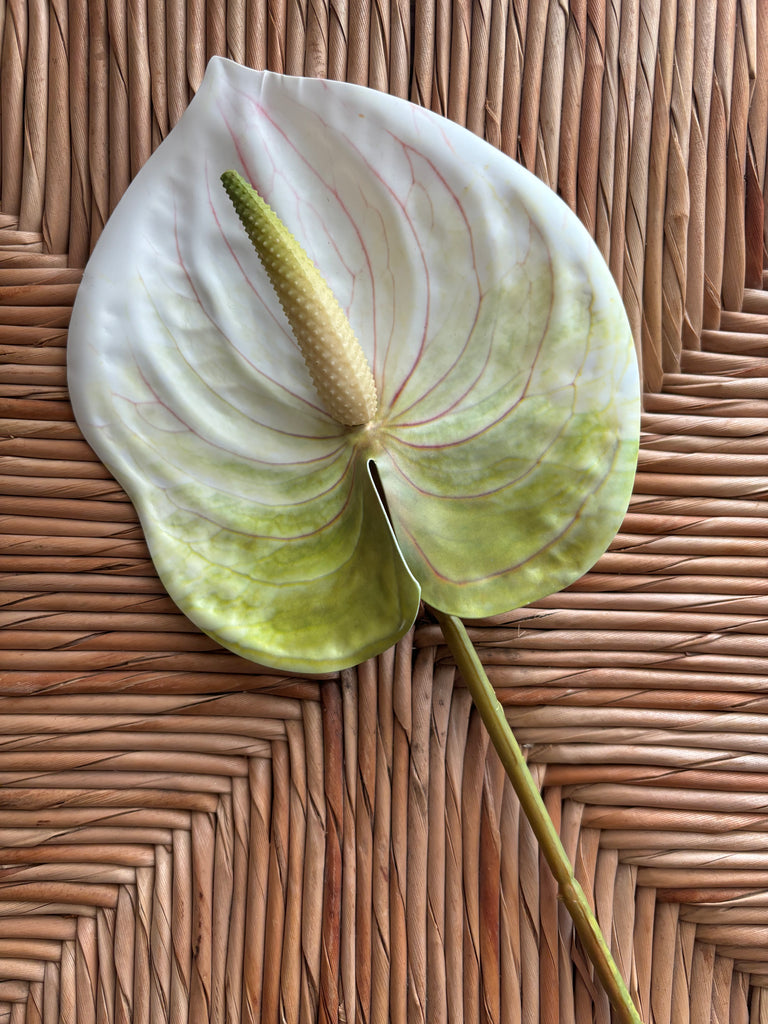 anthurium price per stem Anthurium Real Touch Flower Stem