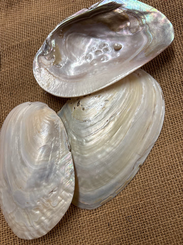 Natural Raw Shell Mother of Pearl Oyster Shell 5-7”