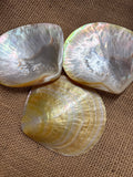 Mother of Pearl Natural Polished Shell Yellow Lip 4-5”