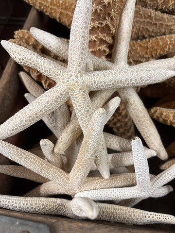 White Sea Star Starfish 4-6”