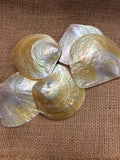 Mother of Pearl Natural Polished Shell Yellow Lip 3.25-3.5”