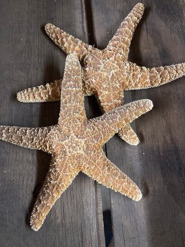 Orange Sea Star Starfish 7-9”