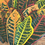 Artificial Croton Leaves (20 pack)