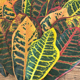 Artificial Croton Leaves