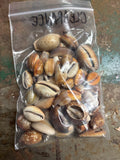 CLEARANCE- Random Small Seashells