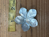 Black Lip Mother of Pearl Plumeria Shell