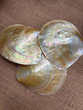 Mother of Pearl Natural Polished Shell Yellow Lip 4-5”