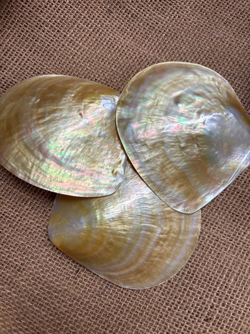 Mother of Pearl Natural Polished Shell Yellow Lip 4-5”