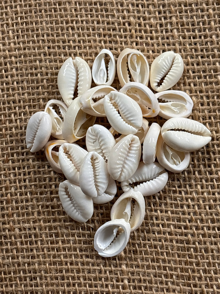 Cut Cowry Shells White 25 pack – California Hula Center