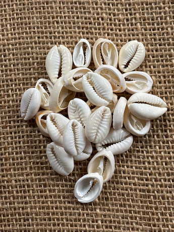 Cut Cowry Shells White 25 pack