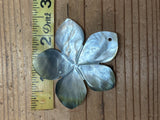 Black Lip Mother of Pearl Plumeria Shell