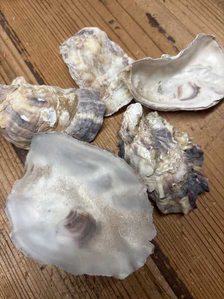 Raw Oyster Shells (5)
