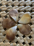 CLEARANCE Mother of Pearl Blacklip Teardrop Shells (5 PACK)