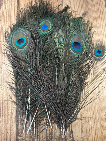 CLEARANCE- Peacock Eye Feathers (5)