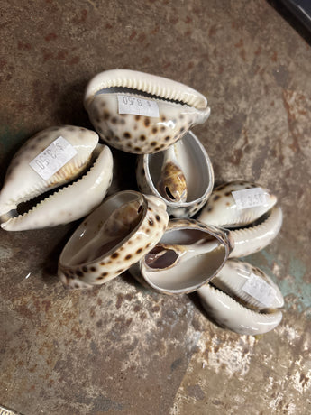 Big Cut Cowry Shell