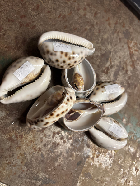 Big Cut Cowry Shell