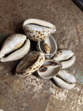 Big Cut Cowry Shell