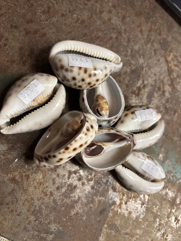 Big Cut Cowry Shell