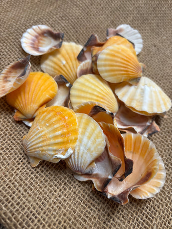 Pectin Shells Orange (10)