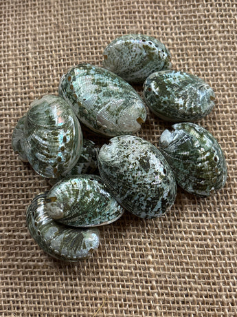 Philippine Whole Polished Abalone Shells 8 pack