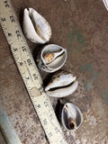 Big Cut Cowry Shell