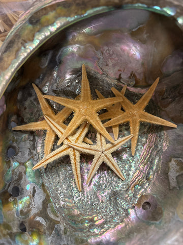 Orange Sea Star Starfish 2-3”