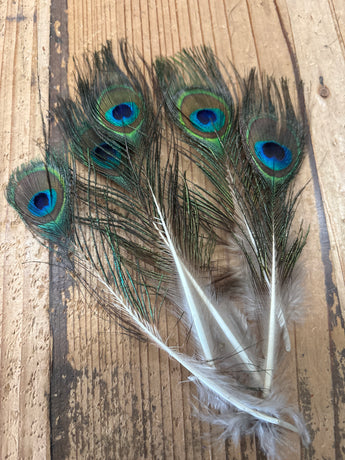 CLEARANCE- Small Peacock Eye Feathers (5)