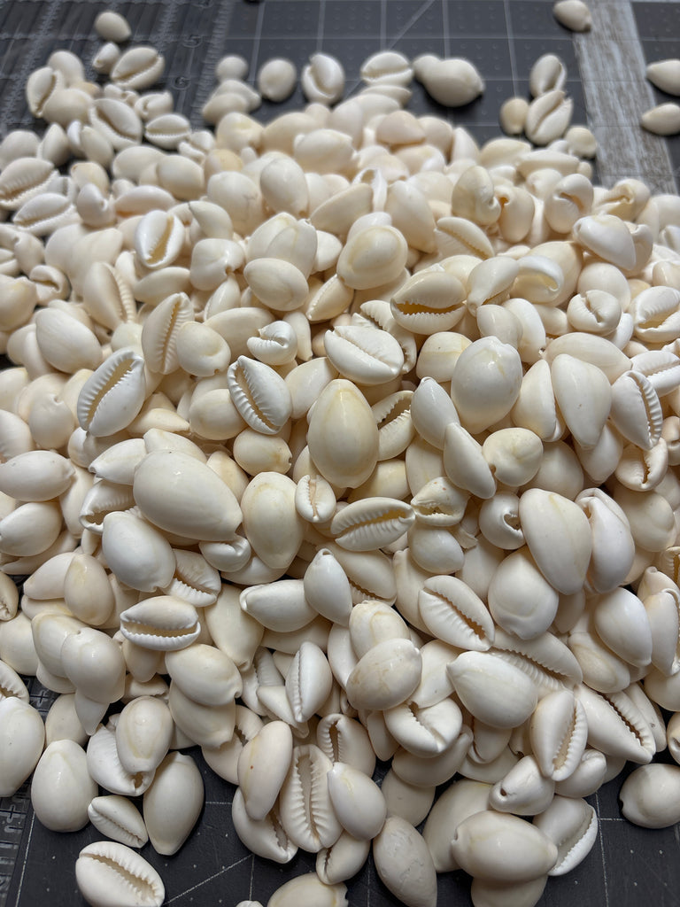 Cowry Shell Colours White Cowry Shells – California Hula Center