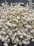 White Cowry Shells
