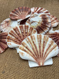 Pectin Shells Flat Brown/White (5)