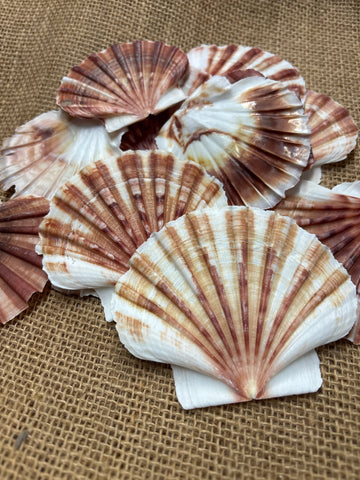 Pectin Shells Flat Brown/White (5)