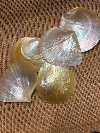 Mother of Pearl Natural Polished Shell Yellow Lip 3.25-3.5”