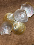 Mother of Pearl Natural Polished Shell Yellow Lip 3.25-3.5”