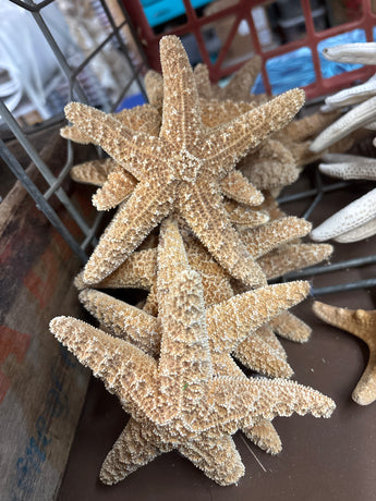 Orange Sea Star Starfish 4-6”