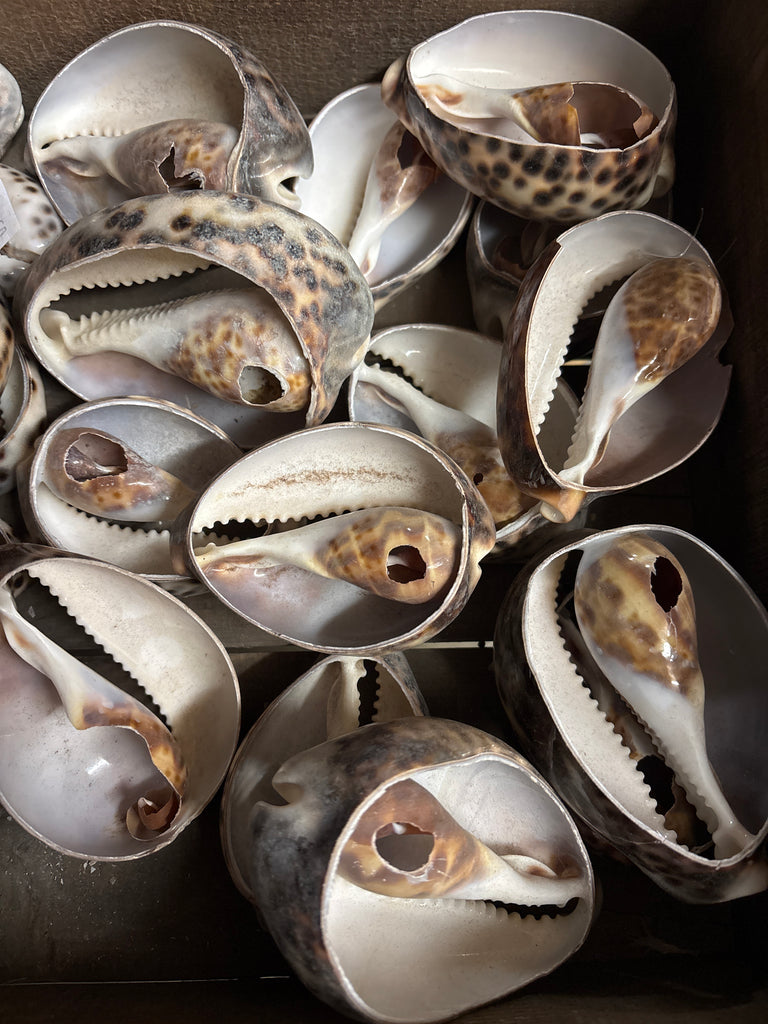 Giant Cut Cowry Shell – California Hula Center