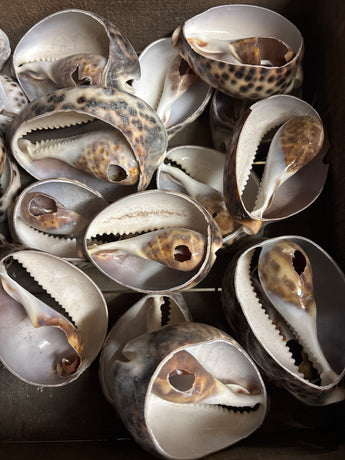 Giant Cut Cowry Shell
