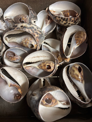 Giant Cut Cowry Shell