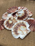 Pectin Shells Flat Brown/White (5)