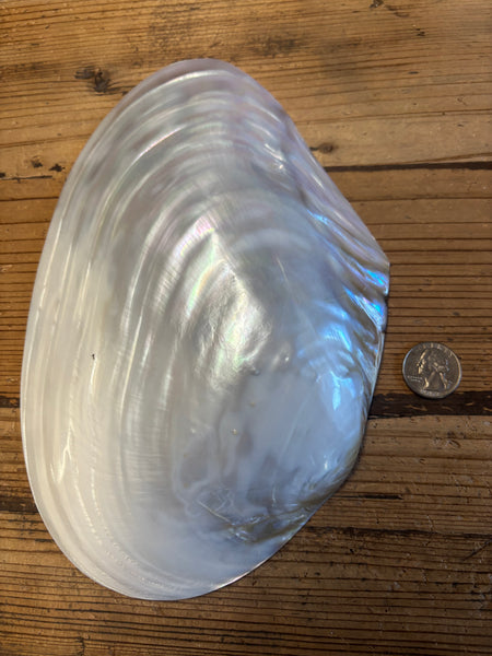 Giant Polished Pearl Oyster Half Shell 8-10”