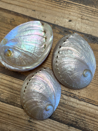 Pearlized Haliotis Abalone Shell