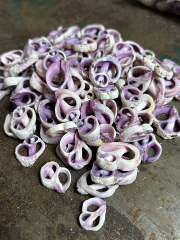 Lavender cut shells 25pk