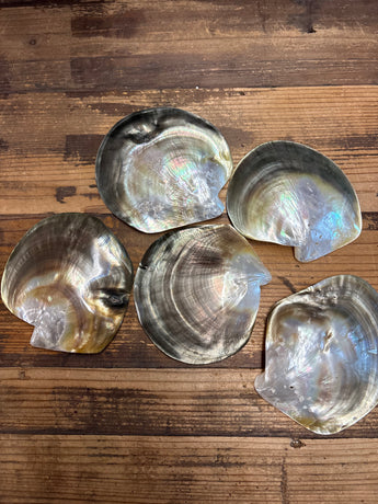 Mother of Pearl Natural Shape Polished Black Lip Shell