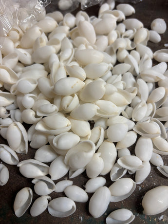 CLEARANCE- Bubble Shells (loose, not drilled)
