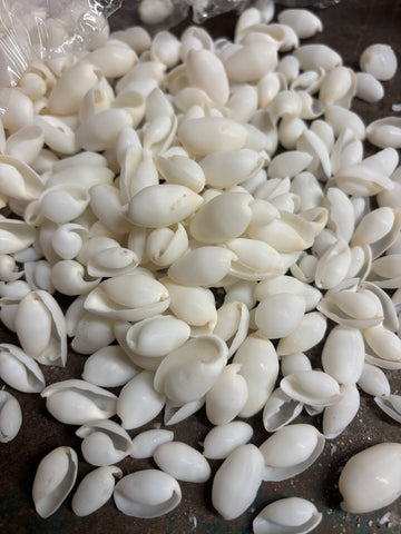 CLEARANCE- Bubble Shells (loose, not drilled)
