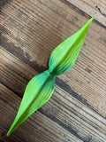 Bird of Paradise Leaves - 100 pack
