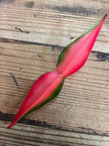 Bird of Paradise Leaves - 100 pack
