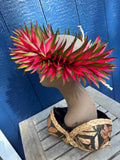 Bird of Paradise Lei Upo’o- Watermelon Green/Fuchsia