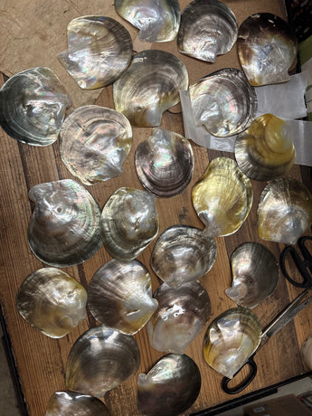 Natural Polished Mother Of Pearl Shell