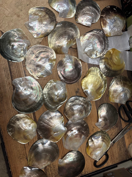 Natural Polished Mother Of Pearl Shell